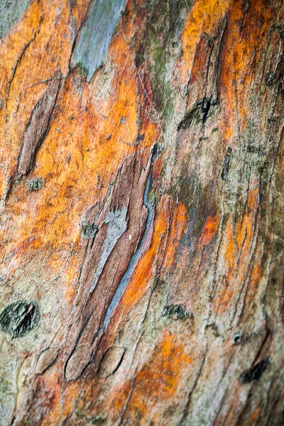 ユーカリ稚樹林 (小葉ガム) - 木の樹皮の詳細 — ストック写真