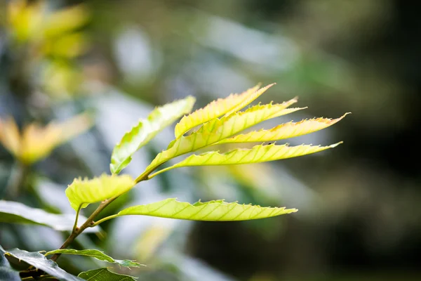 Quercus variabilis (Oosterse kurkeik) - boom en details — Stockfoto