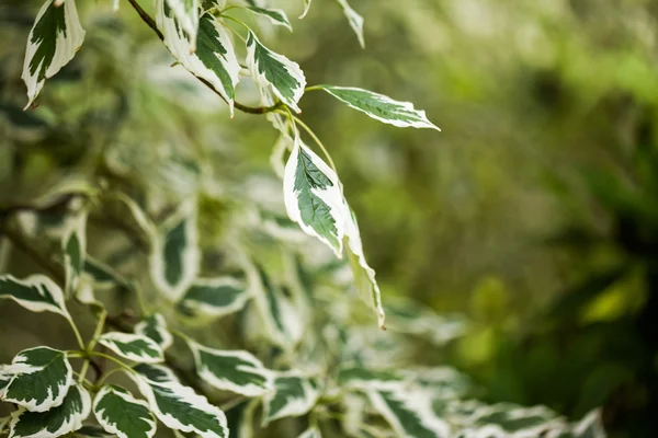 Cornus controversa (variegata) - leaves and details — Stock Photo, Image