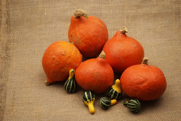 Samenstelling met prachtige oranje pompoenen — Stockfoto