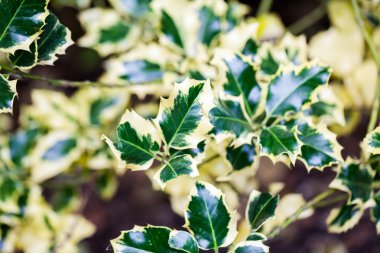 Çobanpüskülü aquifolium (Golden King holly) - ağaç ve Ayrıntılar