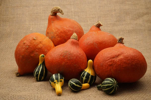 Samenstelling met prachtige oranje pompoenen — Stockfoto