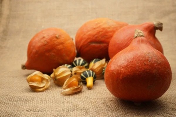 Samenstelling met prachtige oranje pompoenen — Stockfoto