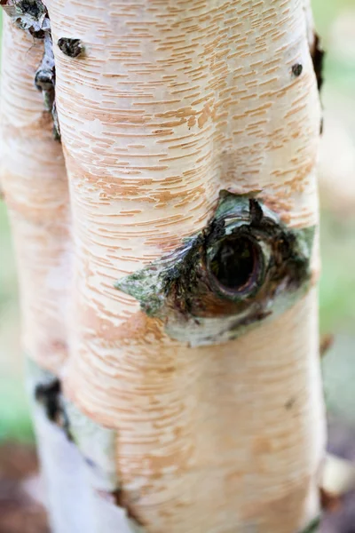 Bříza bělokorá strom - podrobnosti kůra stromu — Stock fotografie