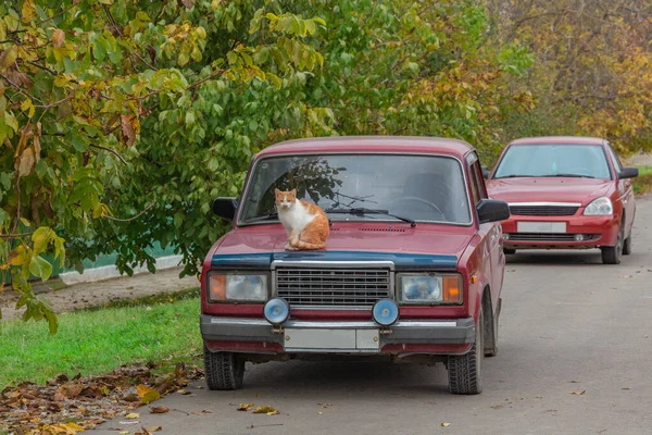 Un hermoso gato jengibre se sienta en un coche rojo. — Foto de Stock