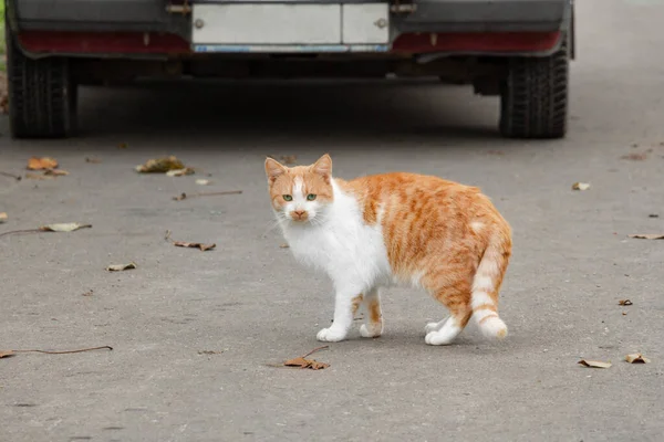 Un gato jengibre cruza la calle. — Foto de Stock