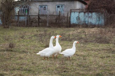 Üç beyaz kaz otlakta yürüyor. Evcil kuş.