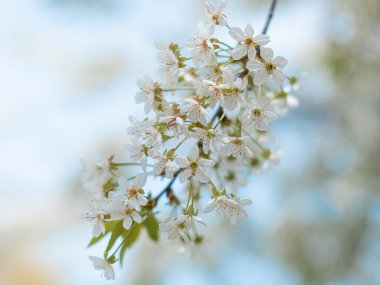 Çiçek açan elma ağacı. Bahar ağaçları..