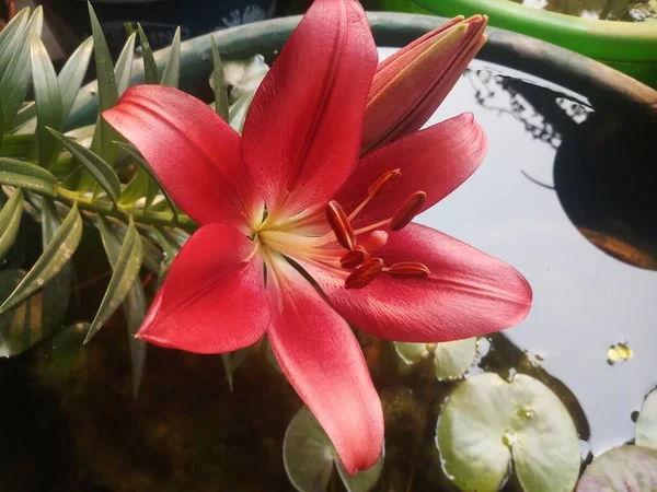 Rouge Couleur Asiatique Lis Dans Balcon Floraison — Photo