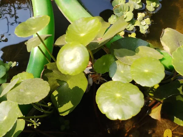 Hydrocotyle Moûts Penny Eau Mauvaises Herbes Dollar Feuille Plante Pot — Photo