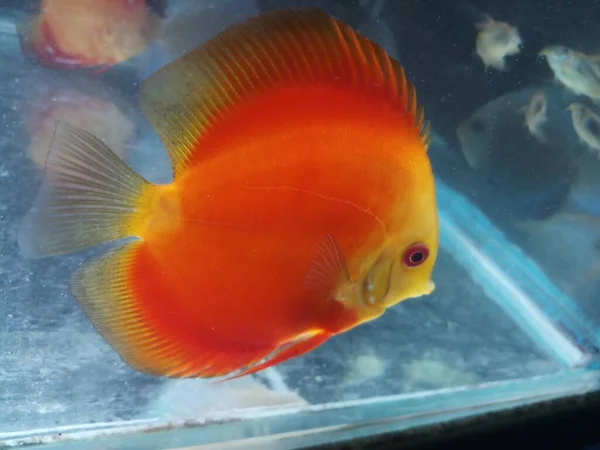 Red Melon Discus Fish Aquarium Aquarium — Stock Photo, Image