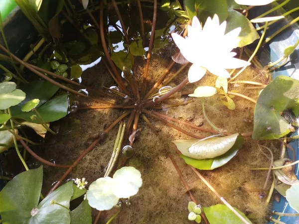 Lirio Agua Tropical Douben Duben Color Blanco Jardín Agua India — Foto de Stock