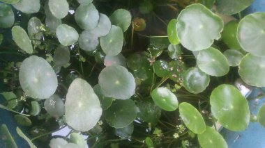 Bir dolarlık ot akvaryumu. Bahçede güneşli bir bitki.