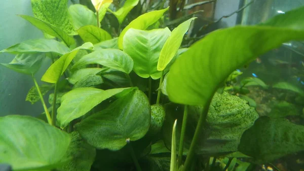 広葉アンビアス水族館植物緑の葉 — ストック写真