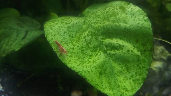 anubias aquarium plant leaf with spot algee and shrimp