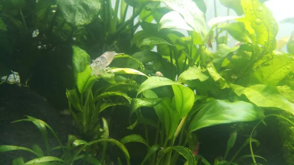 Anubias Aqurium Planta Resistente Baixa Luz — Fotografia de Stock