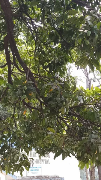 Mangos Crudos Árbol Mango Jardín Con Hoja — Foto de Stock