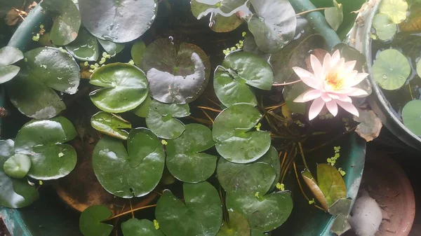 Wassergarten Mit Colorado Seerose Indien — Stockfoto