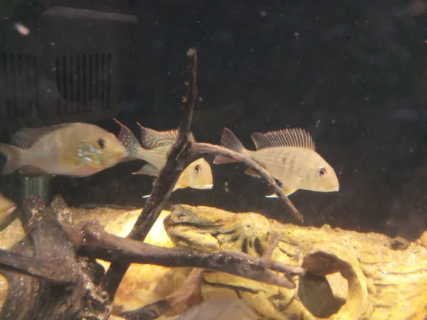 Geophagus Altifirmek Indiában Akváriumban — Stock Fotó