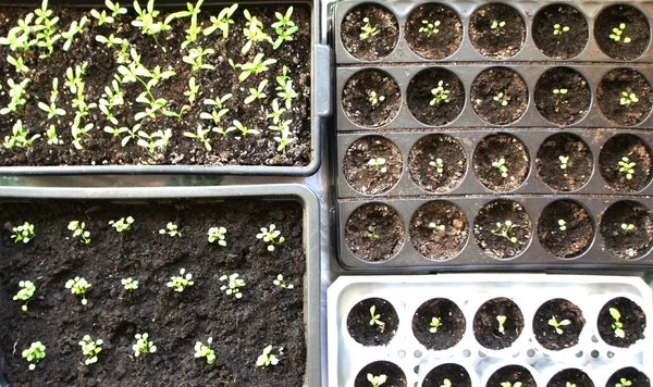 Different seedling flowers in containers