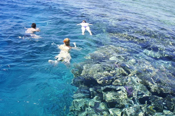 People in masks swim near coral reef in Red sea