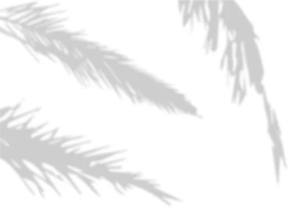 Set of palm leaf shadows. Photo blurred shadow. Mockup. Natural silhouette.