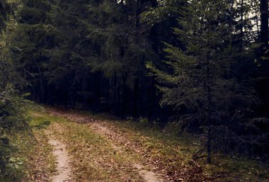 Sonbahar ormanındaki yol döner.