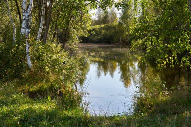 Açık güneşli bir günde ormanda küçük bir göl.