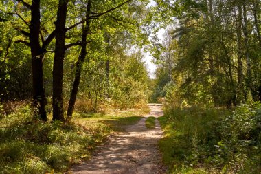 Güneşli bir sonbahar ormanında dar bir yol