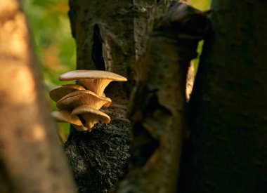 Turuncu mantarlar, yaz güneşinin aydınlattığı bir ağaçta yetişir.