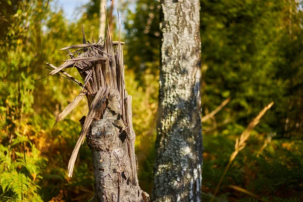 Two Birches Forest Focus One Birch Has Collapsed — Stock Photo, Image