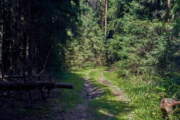 Forêt Verte Éclairée Par Jour Soleil Route Campagne — Photo