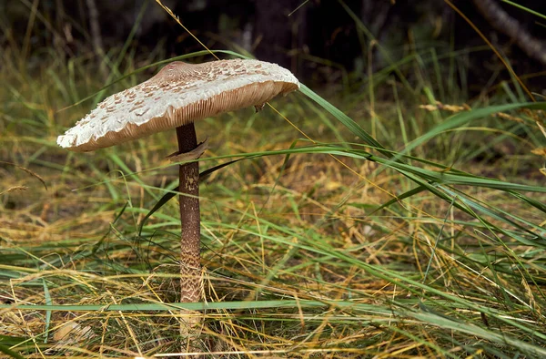 Champignon Parasol Mûr Avec Chapeau Dans Herbe Dense Gros Plan — Photo