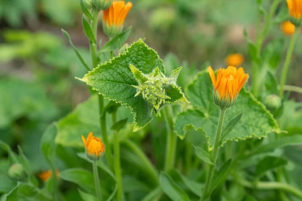 Young Cucumber Vines Drawn Sun Same Bed Calendula Other Pollinators — Stockfoto