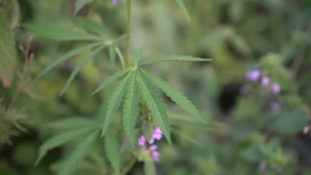 Młody Soczysty Marihuana Pozostawia Figlarnie Kołysać Się Wietrze Konopie Organiczne — Wideo stockowe