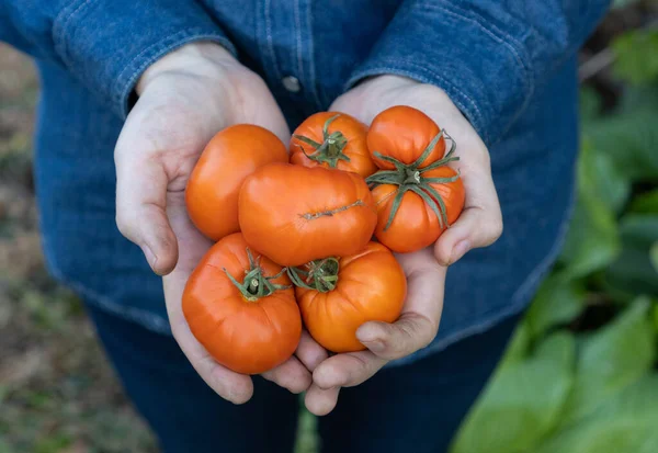 Mujer Sostiene Sus Manos Tomates Anaranjados Grandes Carnosos Muy Jugosos — Foto de Stock