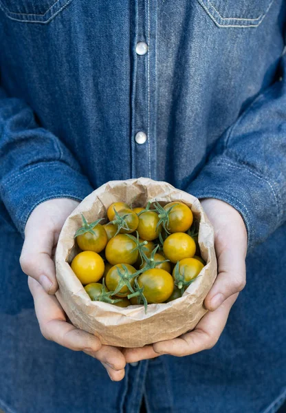 Farmer Sostiene Una Bolsa Artesanía Con Tomates Cherry Verdes Maduros — Foto de Stock