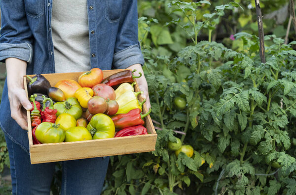 Фермер держит картонную коробку со спелой томатной смесью. Свежие овощи для продажи на рынке местных фермеров. Концепция садоводства и доставки органических овощей. Работник по охране окружающей среды. Селективный фокус
