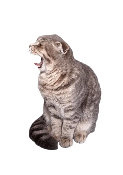 Scottish fold — Stock Photo, Image