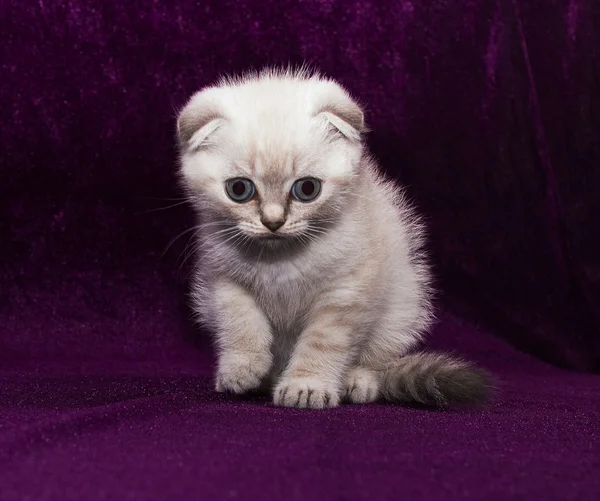 Gattino bianco Piega scozzese — Foto Stock
