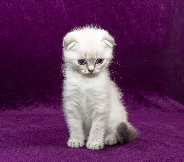 Gatito blanco escocés Doble —  Fotos de Stock