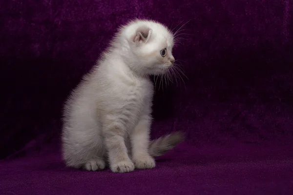 Beyaz yavru kedi İskoç Fold