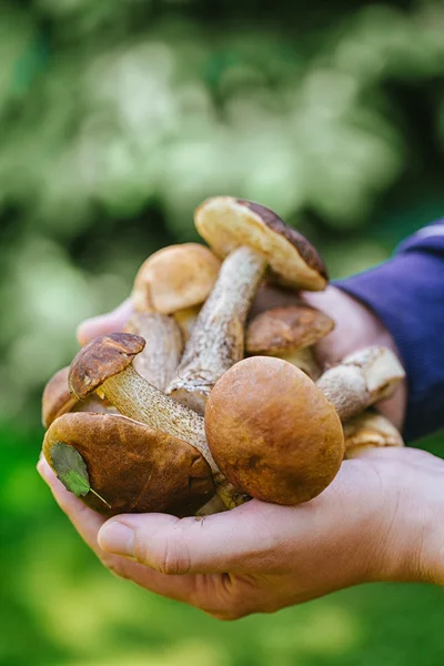 Лесные грибы в мужских руках — стоковое фото
