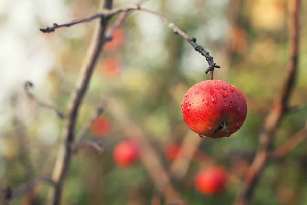 Mela rossa sul ramo — Foto Stock