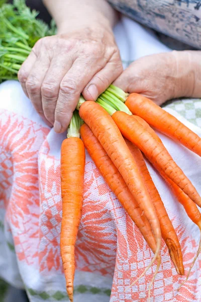 Rijp rauwe wortelen in handen — Stockfoto