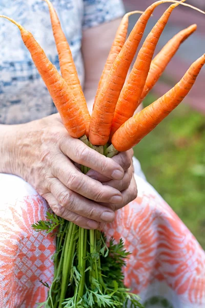 Rijp rauwe wortelen in handen — Stockfoto