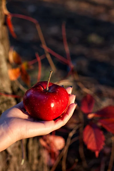 Vrouwelijke hand met rode appel — Stockfoto