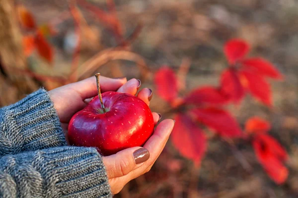 Händer med rött äpple — Stockfoto