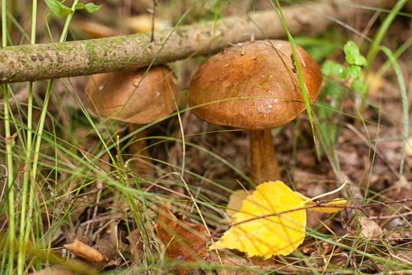 Dua jamur boletus di hutan musim gugur — Stok Foto