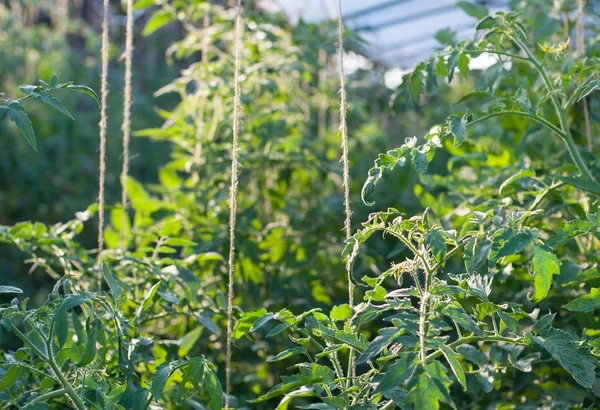 Tomato plants growing inside a greenhouse — Stock Photo, Image